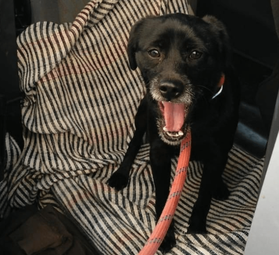 La plataforma Leales.org ha colgado un anuncio buscando a sus propietarios (Foto TA)